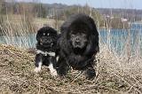 DOGUE DU TIBET 166